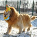 Pet Costume Lion Mane Wig For Dog Halloween Festival Fancy Dress Up 2 Colors