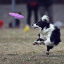 Dog Toys 18cm Silica Frisbee Purple