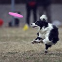 Dog Toys 18cm Silica Frisbee Pink