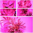 50W LED Lamp Plant Grow Light Ultra-thin Waterproof Indoor Plant Flower Growth