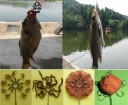 10pcs Fishing Hooks Latest Plate Multi Hook with 9 Small Hooks Fishing Tools 4/6/8/10 Size Hooks