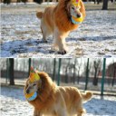 Pet Costume Lion Mane Wig For Dog Halloween Festival Fancy Dress Up 2 Colors