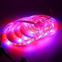 Waterproof LED Strip Light Plant Grow Lights 5050 SMD Red Blue Growing Lamp 5M