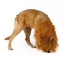 Pet Costume Dog Lion Wigs Mane Hair Scarf Clothes For Party Halloween Festival